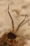 Porcellio spinicornis