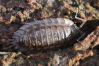 Oniscus asellus
