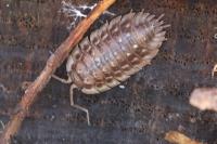 Oniscus asellus