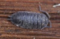 Porcellio scaber