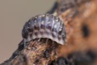 Oniscus asellus