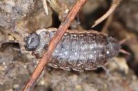 Philoscia muscorum