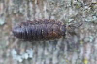 Porcellio scaber