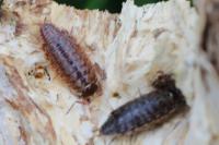 Philoscia muscorum