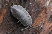 Porcellio scaber