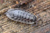 Oniscus asellus