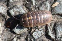 Armadillidium