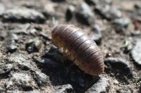Armadillidium
