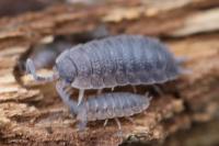 Porcellio scaber