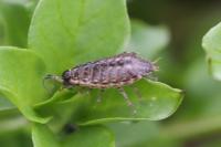 Philoscia muscorum