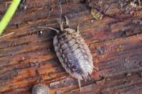 Oniscus asellus