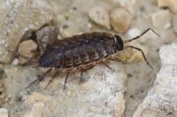 Philoscia muscorum