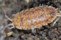 Porcellio scaber