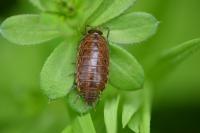 Philoscie des mousses 