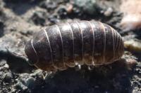 Armadillidium vulgare