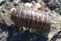 Armadillidium vulgare