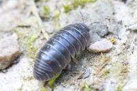 Armadillidium vulgare