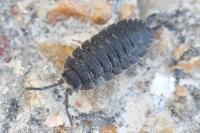 Porcellio scaber
