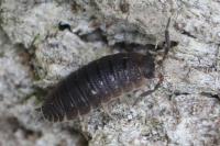 Porcellio scaber