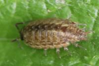 Philoscia muscorum