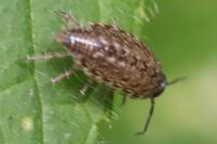 Philoscia muscorum