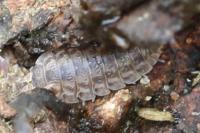 Oniscus asellus