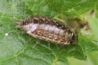 Philoscia muscorum