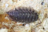 Oniscus asellus