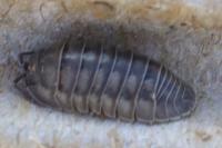 Armadillidium nasatum