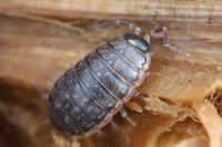 Philoscia muscorum