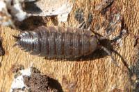 Porcellio scaber