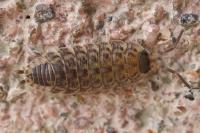 Porcellio spinicornis
