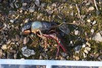 Procambarus clarkii