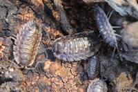Oniscus asellus