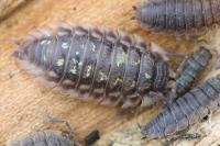Oniscus asellus