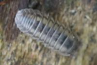 Armadillidium nasatum