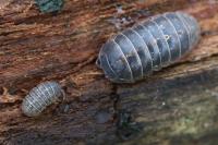 Armadillidium vulgare