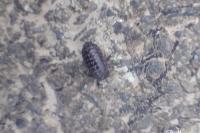Armadillidium vulgare