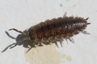 Porcellio scaber