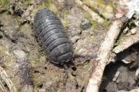 Armadillidium vulgare