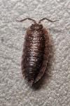 Porcellio scaber