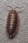 Porcellio scaber