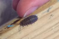 Porcellio scaber