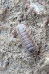 Armadillidium nasatum