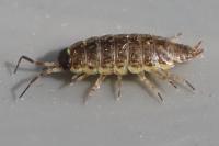 Philoscia muscorum