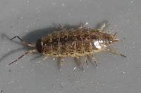 Philoscia muscorum