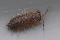 Porcellio scaber