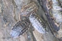 Oniscus asellus