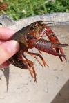 Procambarus clarkii
