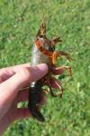 Procambarus clarkii